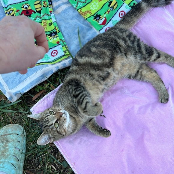 Despicable Me Minions Fleece Elastic Waist Pajama Pants PJs Bottoms Green Boys M - Picture 16 of 16